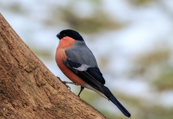 Bullfinch (Pyrrhula-pyrrhula)