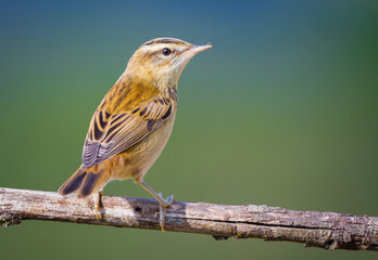 The Sedge Warbler II