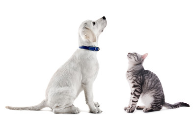 Wall Mural - Cute dog and cat isolated on white