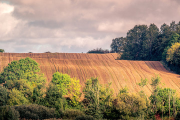 Wall Mural - harvested hillside fields with green trees