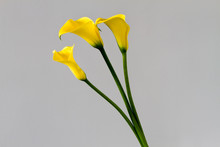 Three Yellow Calla Lily Isolated Over Light Grey Background