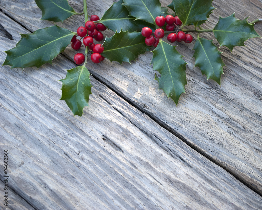 Stechpalme, Ilex Zweig mit roten Beeren auf altem Treibholz / Holz Brett  Stock Photo | Adobe Stock