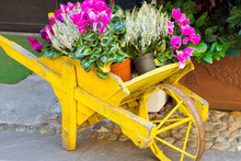 Wheelbarrow Full Of Flowers