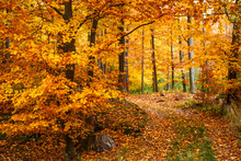 Majestic Landscape With Autumn Leaves In Forest.
