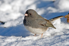 Male Dark-eyed Junco In The Snow
