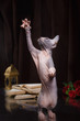© Anna Averianova - Sphynx kitten portrait on a color background