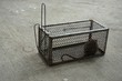 a cage to trap rat