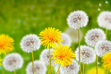 Wall Mural - wildflowers dandelions