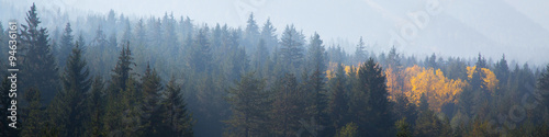 panoramiczny-strzal-tajemnicza-mglista-sosna
