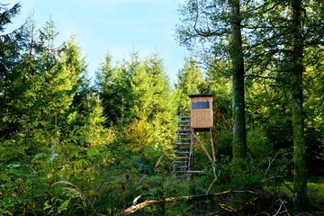 Wall Mural - Jagdeinrichtung im sommerlichen Wald