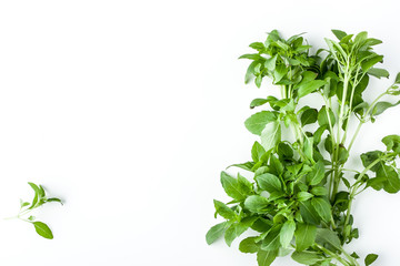 Wall Mural - Green basil on the white background horizontal