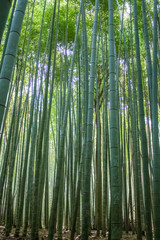  Green bamboo forest
