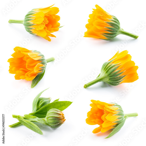 Fotografía Calendula. Marigold flowers and buds isolated on white. Collecti