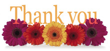 Saying Thank You With Flowers - Five Dahlia Heads Laid In A Row With The Word 'Thank You' Emerging From The Top In A Wide Banner On White Background 