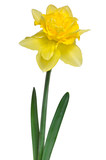 Fototapeta Desenie - Beautiful daffodil isolated on white background