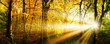 canvas print picture - Autumn forest with sun rays