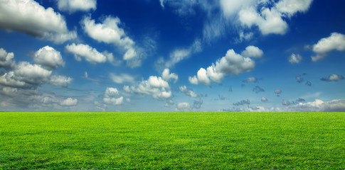 Canvas Print - Young green wheat field