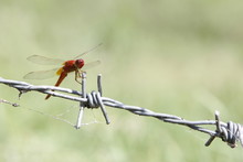 Dragonfly In Nature.
