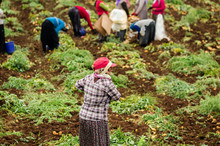 Womens Are Harvesting Potatoes In The Field As A Seasonal Worker In Agricultural Production Sector In Cukurova