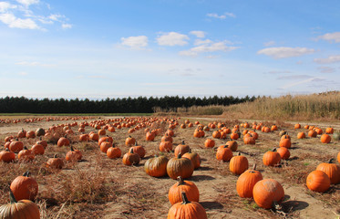picking pumpkins in the pumpkin patch