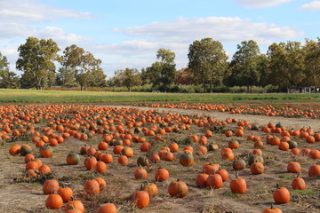 picking pumpkins in the pumpkin patch