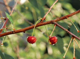 Two cherries on a branch on the blurred background of green gard