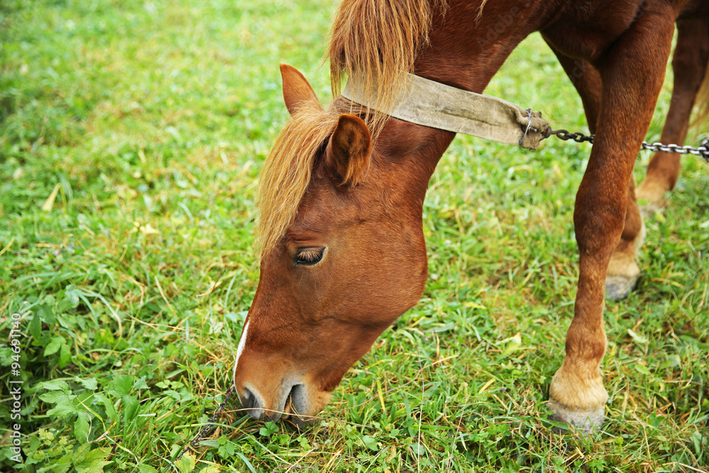 Horse grazing on meadow