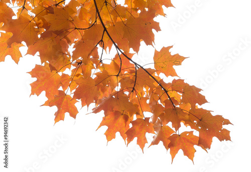 Fotografie, Obraz maple leaves foliage isolated against white