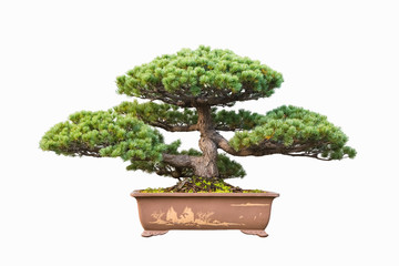 Wall Mural - pine bonsai