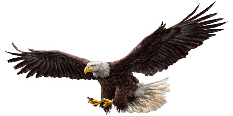 bald eagle flying draw and paint on white background vector illustration.