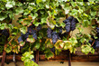 The worlds oldest grape vine in Maribor, Slovenia.