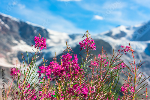 Obraz w ramie Swiss Apls with wild pink flowers