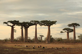 allee des baobabs and a herd of goats