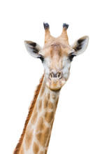 A Giraffe Isolated On White Background