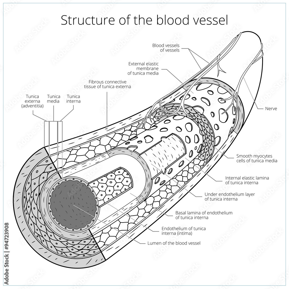 Structure of the blood vessel medical vector Stock Vector | Adobe Stock