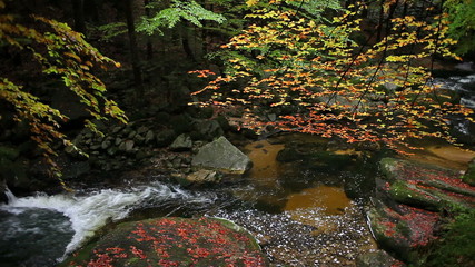 Wall Mural - Autumn foliage by the stream in enchanted forest of Giant Mountains, Poland