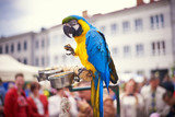 Fototapeta Zwierzęta - parrot bird animal papuga