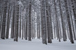 Monochromatyczny zimowy krajobraz lasu w górach