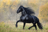 Fototapeta Konie - The black horse of the Friesian breed walks in the autumn foggy