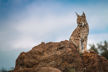 Lynx At Liberty