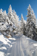 Bajkowa droga przez zimowy las