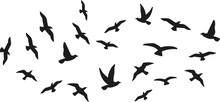 Flock Of Flying Birds