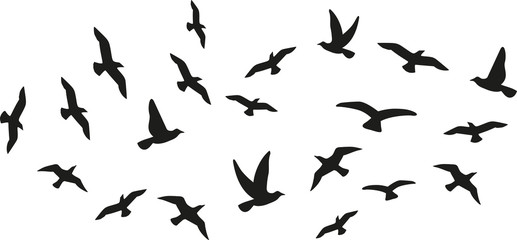 flock of flying birds