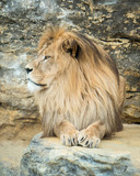 Fototapeta Sawanna - Posing lion
