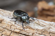 IUCN Red List and EU Habitats Directive insect specie Hermit beetle Osmoderma eremita (sin. O.barnabita) on rotten vood. This black beetle is dweller of old hollow trees in park type landscapes.