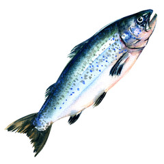 Atlantic Salmon Salmo solar whole isolated on a white background.