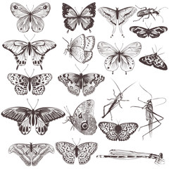 Poster - Collection of vector hand drawn butterflies