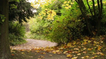 Poster - Autumnal trees in the country park in Scotland, HD footage