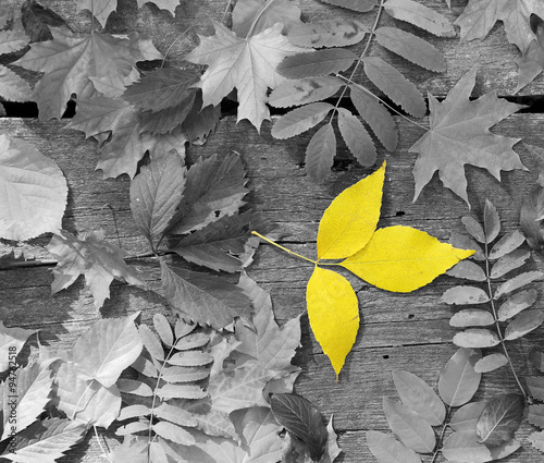 Obraz w ramie Yellow leaf amongst black and white autumn leaves