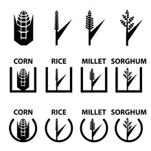 Vector Corn Rice Millet Sorghum Cereal Symbols